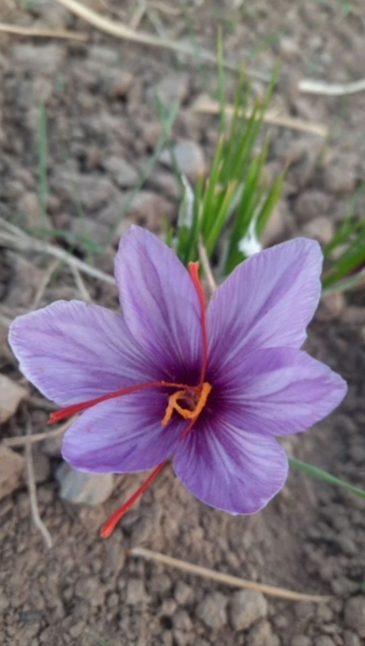 زعفران کهن
