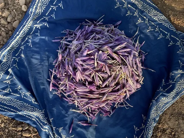 زعفران کهن