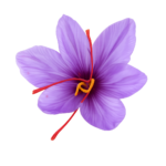 زعفران کهن
